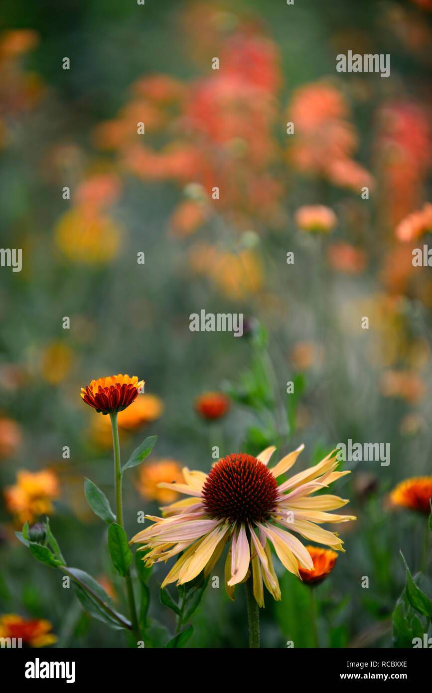Calendula officinalis indischen Prinzen, Echinacea purpurea Big Kahuna