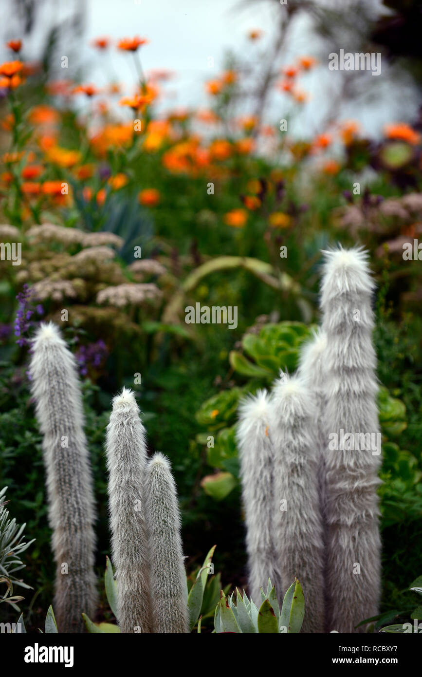 Cleistocactus strausii, Silber torch Kaktus, Kakteen, Sukkulenten, saftig,  Mix, gemischt mit Stauden, exotische Kombination, Cactaceae, RM Floral  Stockfotografie - Alamy
