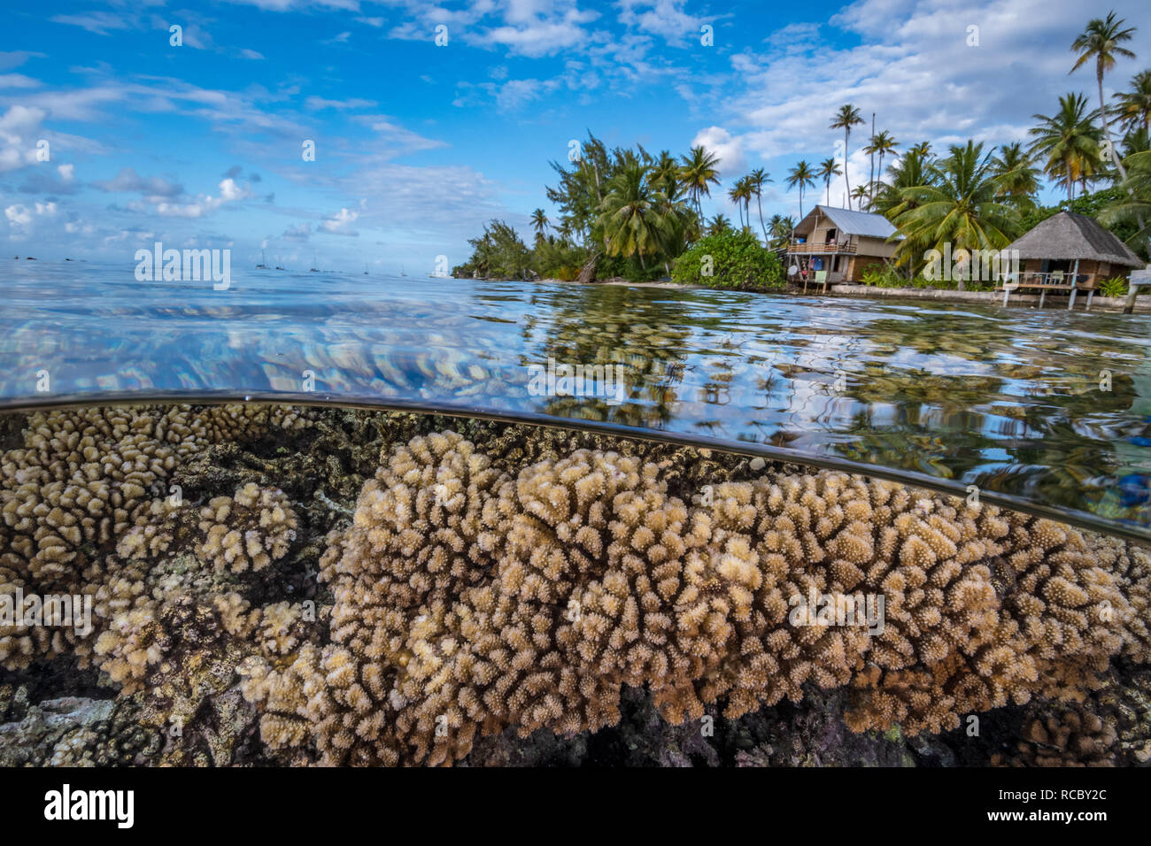 Harte Korallenriff mit tropischen Insel mit Palmen und Almen im Hintergrund Stockfoto