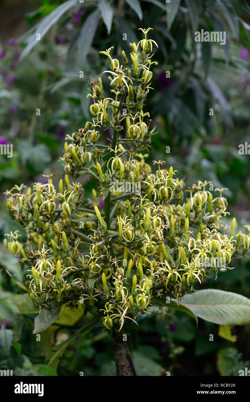 Musschia wollastonii, pyramidal Masse ungewöhnliche Blumen, Madeira, grünlich-gelben Blüten, Blütezeit, monocarpic, RM Floral Stockfoto