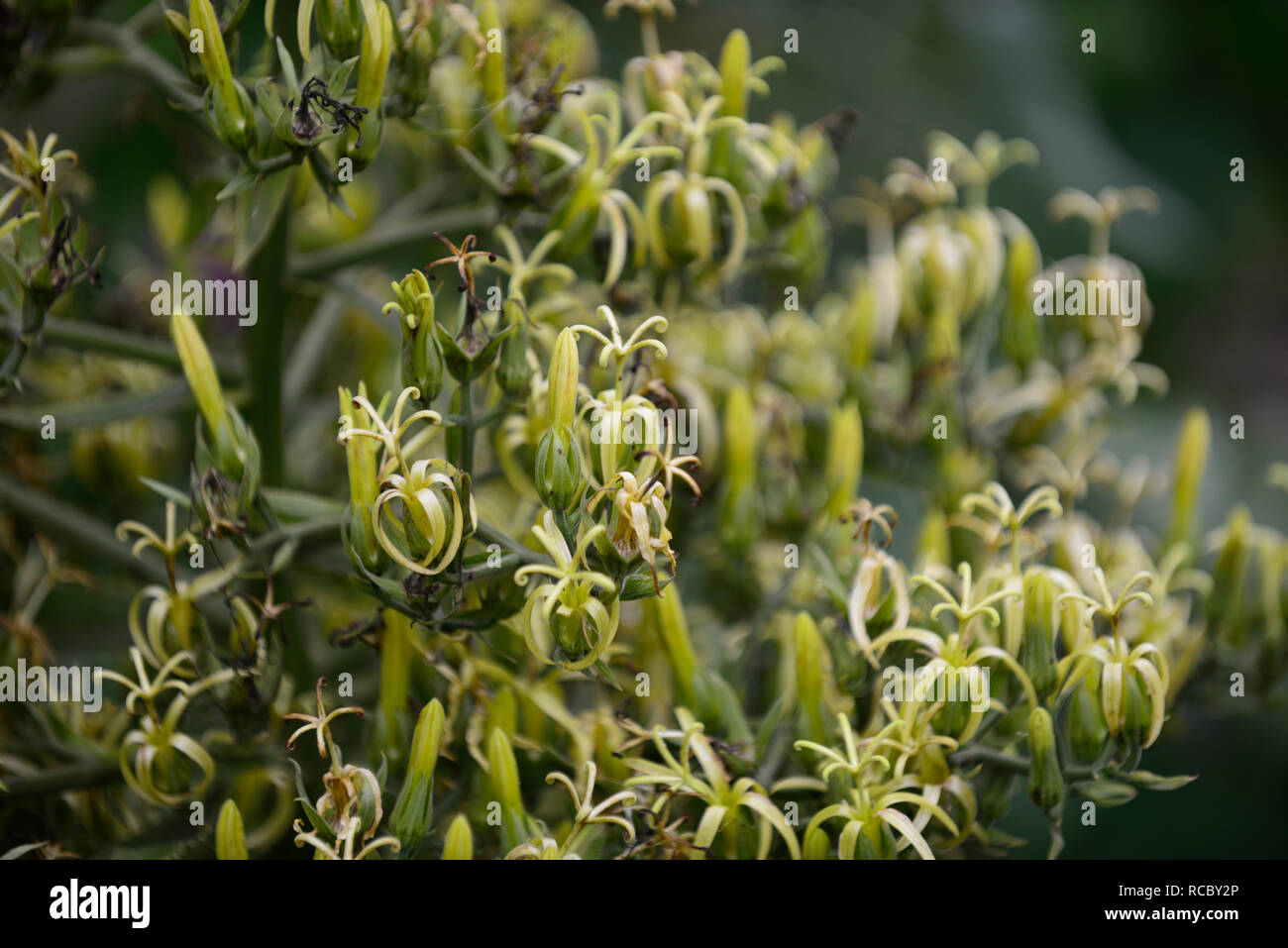 Musschia wollastonii, pyramidal Masse ungewöhnliche Blumen, Madeira, grünlich-gelben Blüten, Blütezeit, monocarpic, RM Floral Stockfoto