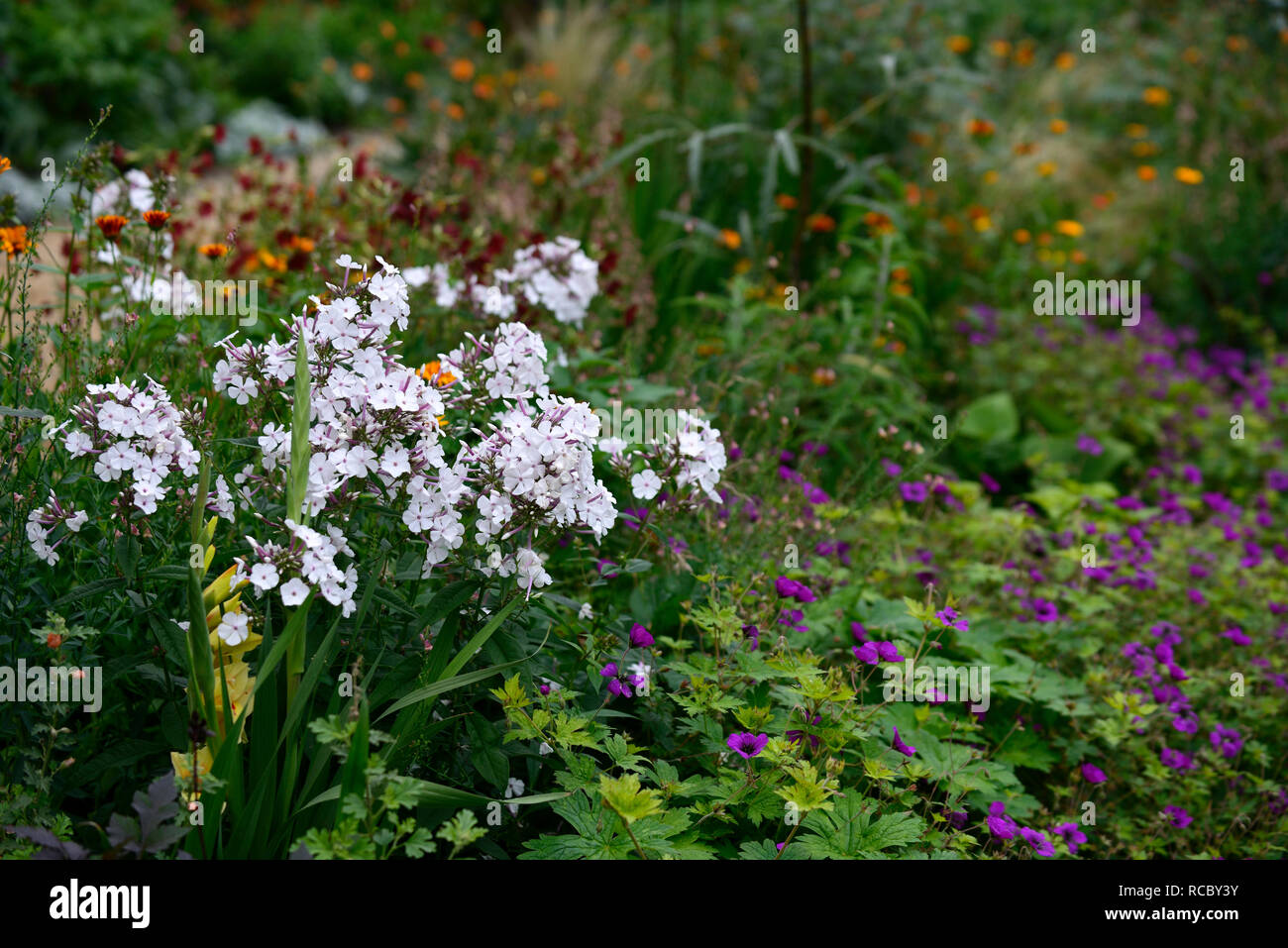 Phlox paniculata Nirvana, Gladiolen bocelli, Geranium anne Thomson, weiß lila Blumen, blühenden Kombination, Mix, Gemischt, RM Floral Stockfoto