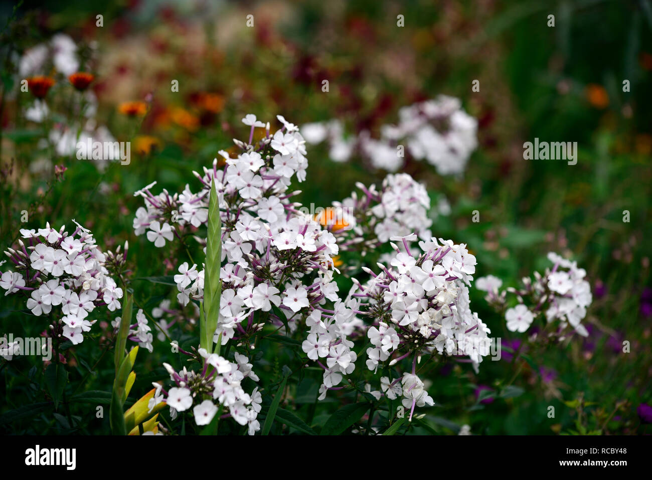 Phlox paniculata Nirvana, weiße Blüten, Blütezeit, mehrjährig, RM Floral Stockfoto