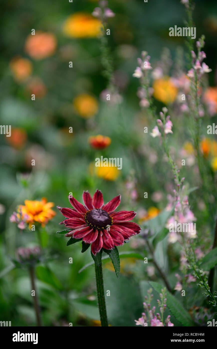 Rudbeckia hirta Cherry Brandy, rot, purpur Blumen, Linaria Peachy, Toadflax, pfirsich gelb Blumen, Stiele, Türme, snapdragon, Einjährige ein Stockfoto