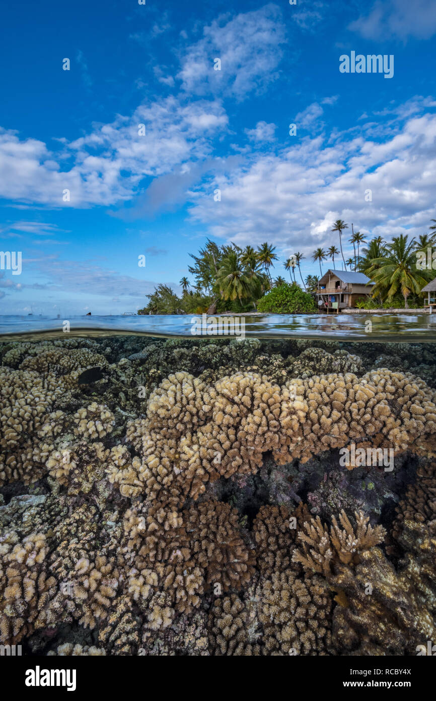 Harte Korallenriff mit tropischen Insel mit Palmen und Almen im Hintergrund Stockfoto