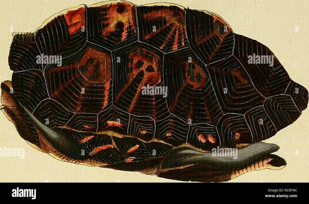 . D. Johann David Schöpfs Königl. Preuss. hofraths... Naturgeschichte der Schildkröten: mit Abbildungen erläutert. Schildkröten, Schildkröten. TkVXXXL. Bitte beachten Sie, dass diese Bilder sind von der gescannten Seite Bilder, die digital für die Lesbarkeit verbessert haben mögen - Färbung und Aussehen dieser Abbildungen können nicht perfekt dem Original ähneln. extrahiert. Schöpf, Johann David, 1752-1800; Keller, Johann Christoph, 1737-1796, Kranke; Nussbiegel, Johann, 1750 - Ca. 1829, Stecher; Volckart, Johann Friedrich, 1750-1812, Stecher; Wunder, Friedrich Wilhelm, 1742-1828, krank. Erlangen: Bey Johann J Stockfoto