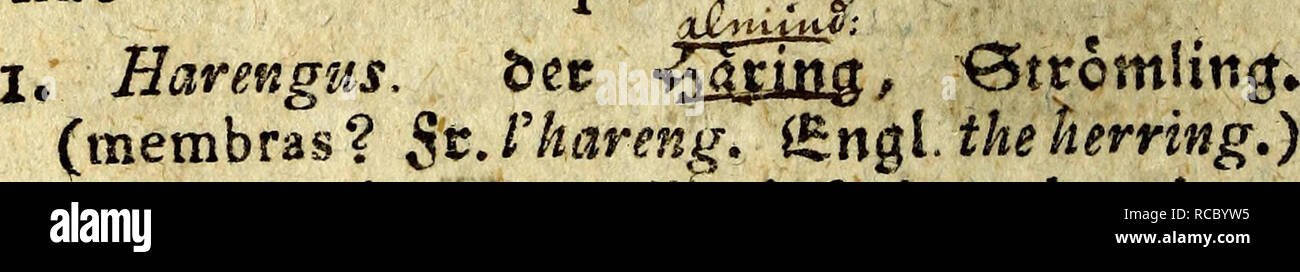 . D. in Joh. Die Fried. Blumenbach ist Prof. zu Göttingen und KÃ¶nigl. Grossbrit. Hofraths Handbuch der Naturgeschichte. Natural History. außenohren pectorales Maxime volatiles, radiis antice carinatis. r, Volitans. Der fliegend Rating. E. abdo - Grube vtrinque carinato. Gesnkr s. 653. &Gt; Â© er â" gemetafle aSev fliegenben gifd)*. Jlnbet ftcl? Mei#in allen warmem SBelimeeren;. groÃen tfyeilS in diversen, 57. Pol in Emvs, Caput, compreflum vndique fquamofum: roÃro obtufifÃmo prominente. Merabr. Zweig. Rad. 5. veI-7. Corpus digitis Liberis ad pinnas pectorales. I. Quinquarius. S. digitis Quinque corpore Lange Stockfoto