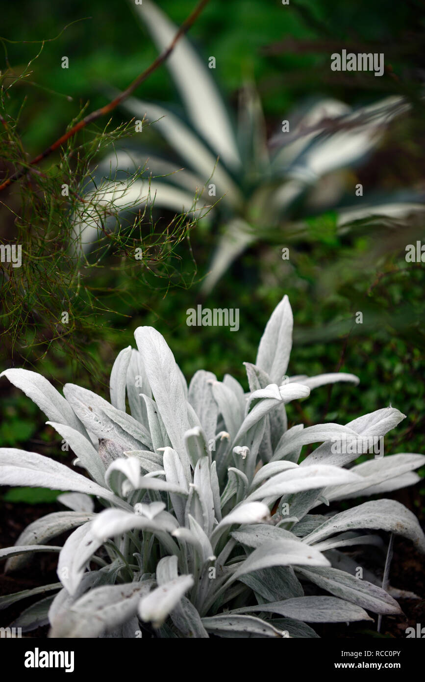 Senecio niveoaureus, Silber Blätter, weiße Laub, Syn stachys grigio Bello, RM Floral Stockfoto
