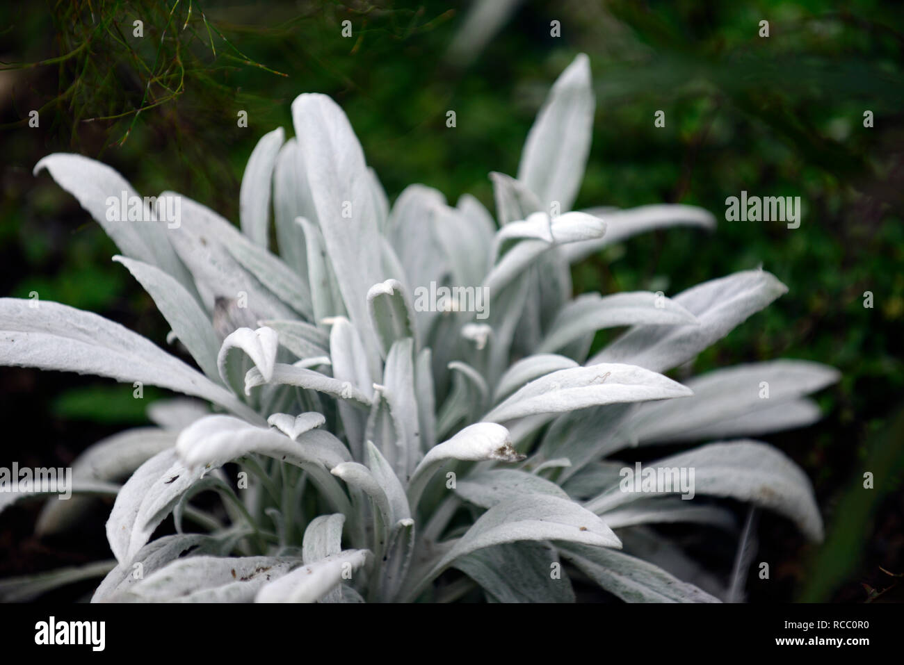 Senecio niveoaureus, Silber Blätter, weiße Laub, Syn stachys grigio Bello, RM Floral Stockfoto