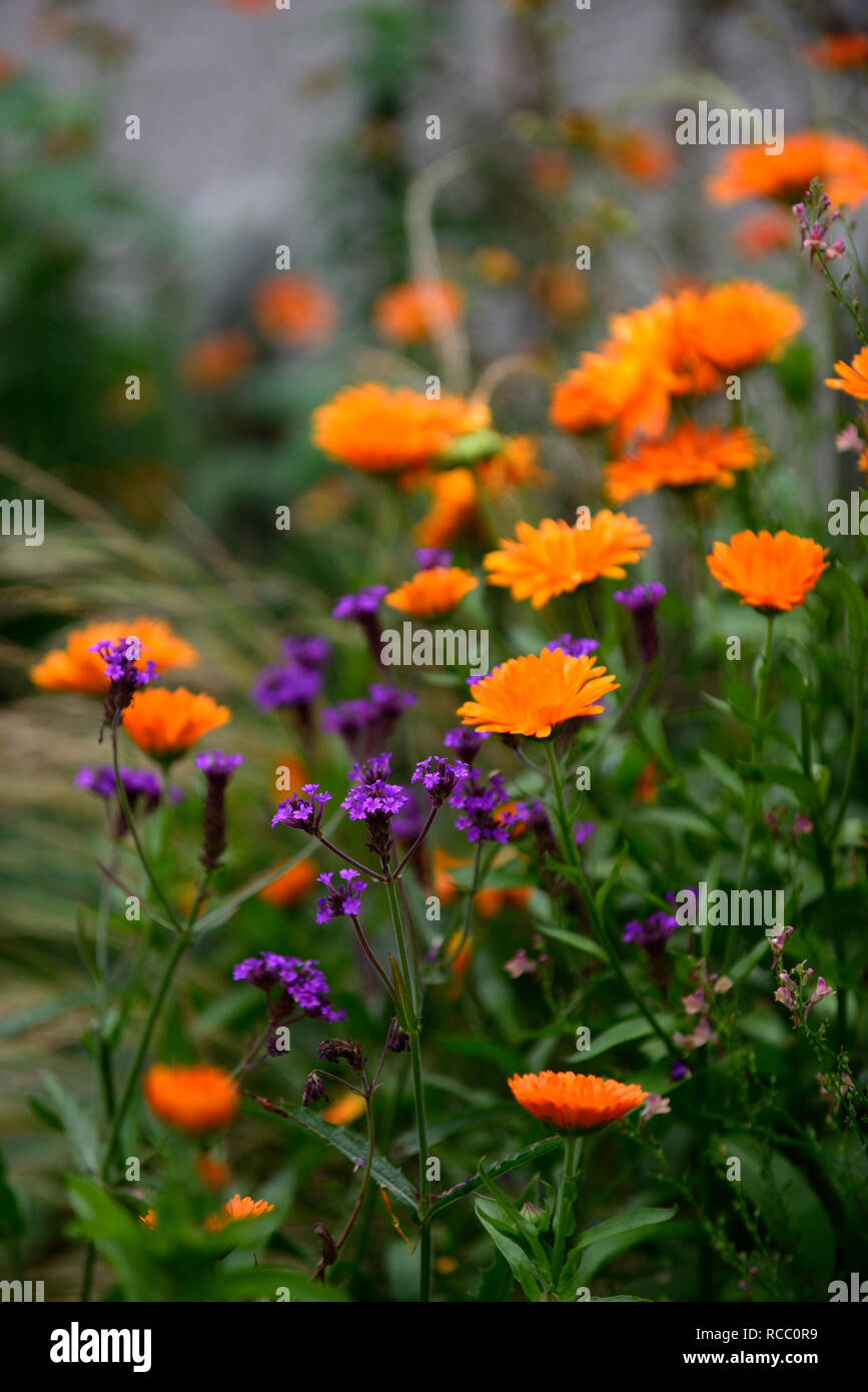 Calendula officinalis indischen Prinzen, Verbena hastata, lila und orange Blumen, Ausschreibung, Einjährige, Mix, Gemischt, Kombination, Jahrbücher, Bett, Grenze, displ Stockfoto