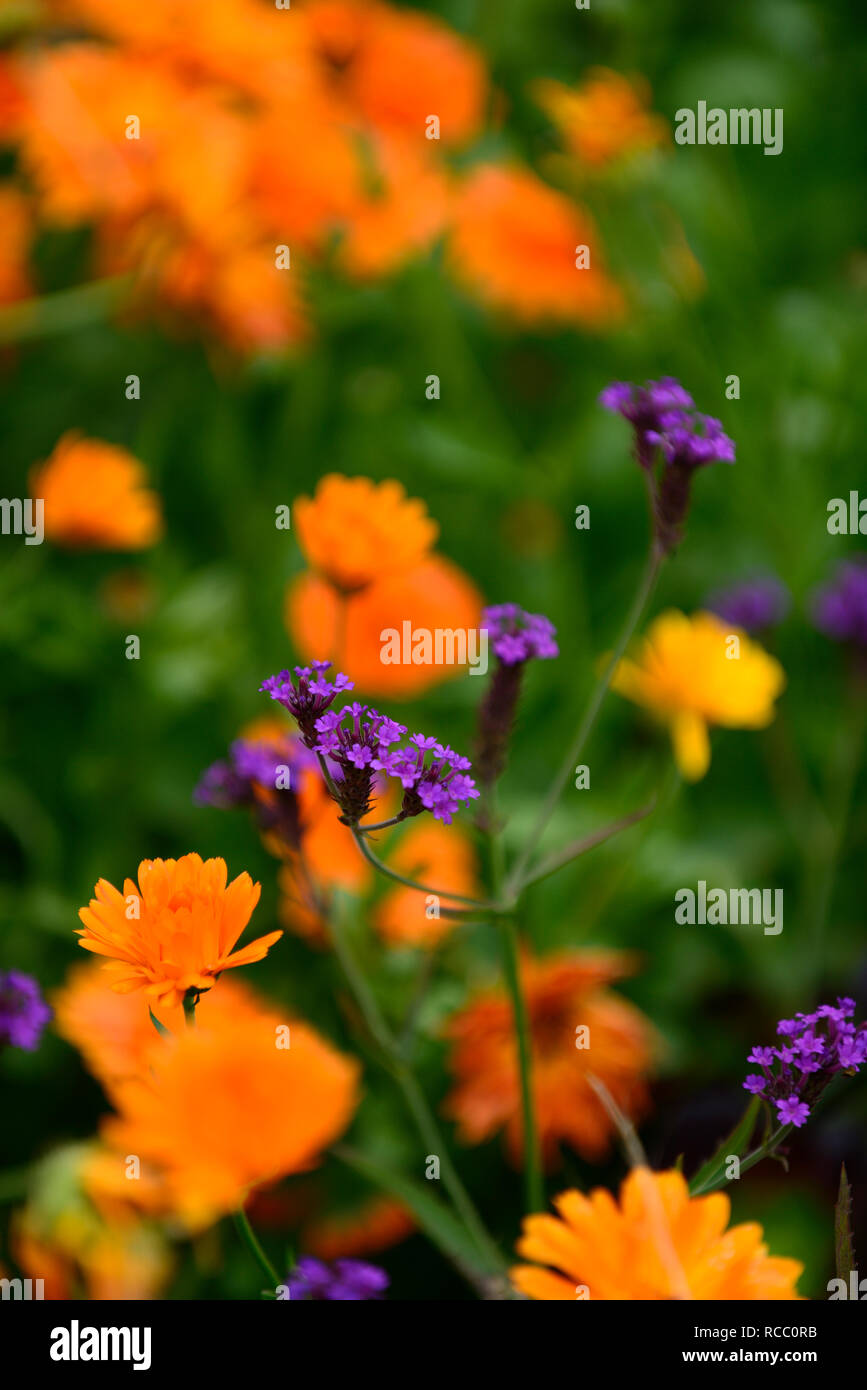 Calendula officinalis indischen Prinzen, Verbena hastata, lila und orange Blumen, Ausschreibung, Einjährige, Mix, Gemischt, Kombination, Jahrbücher, Bett, Grenze, displ Stockfoto