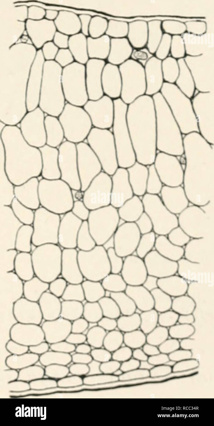 . Krankheiten von Pflanzen durch cryptogamuc Parasiten induziert; Einführung in das Studium der pathogenen Pilzen, Schleim - Pilze, Bakterien und Algen. Englisch hrsg. von William G. Smith. Pflanzenkrankheiten; Parasitäre Pflanzen. VUi. 1) 1.--/Sxoa cuf ilijhriiiant. Von "iioriiiiil CointxiriBoii ectioii der U' uf I'runin Ptrtiea mit einem hyiK - Ttrophiod, B; in der Lutter die niyceliiil hyphiie haben 8 liKhtly Nhiided wurde. Die seetiimK sind von dilToreiit juirts des twiuc Blatt, und sind mit dem Muine nia" (nitieution. (Nach W. 0. Sinitli.)/ich/I/II/i luiniiiunis), Rt eudtk Ex. (H/onnans. S ("cUjscly, dass Sie Stockfoto
