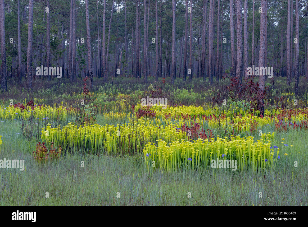 Gelbe Trompete Schlauchpflanzen (Sarracenia flava) Post brennen Wachstum auf den Umfang eines Carolina Bay. Beachten Sie die verstreut blaue Blüten von Savannah Iris. Stockfoto