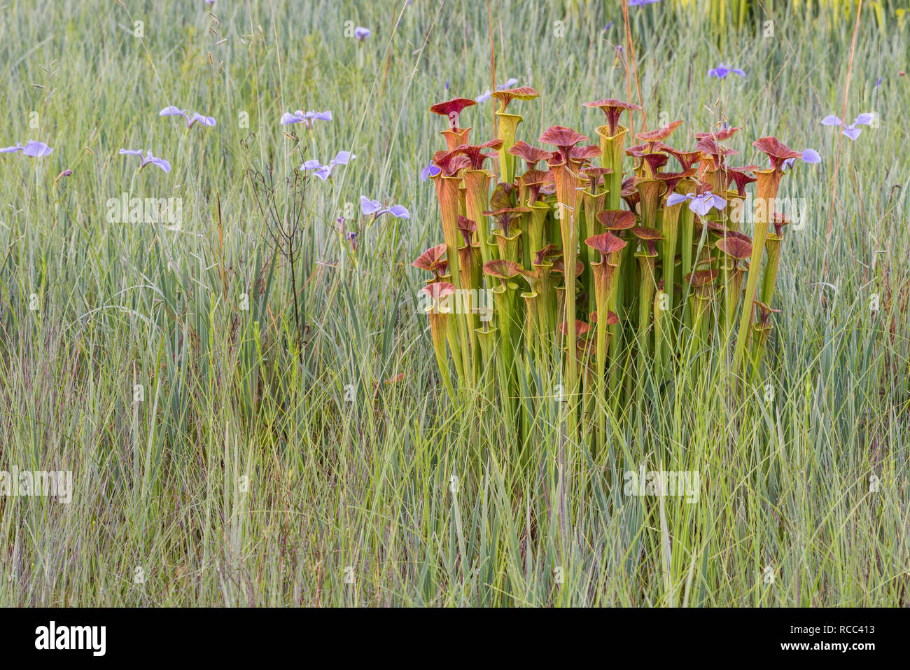 Gelbe Schlauchpflanzen (Sarracenia flava) üppigen Post brennen Wachstum mit Savannah Iris (Iris tridentata) entlang der Kante des Carolina Bay. Francis Marion NF, SC Stockfoto