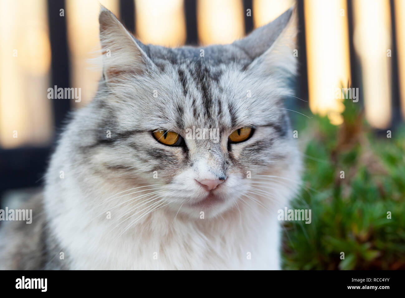 Porträt einer wunderschönen langhaarigen Katze, weiss und grau mit gelben Augen. Stockfoto