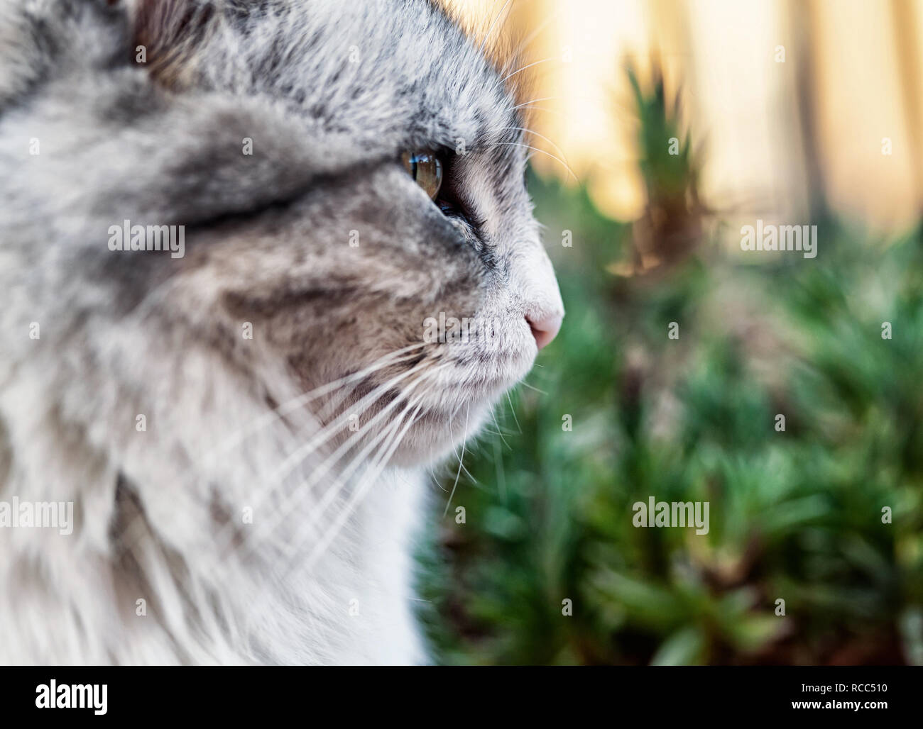 Porträt einer wunderschönen langhaarigen Katze, weiss und grau mit gelben Augen. Stockfoto