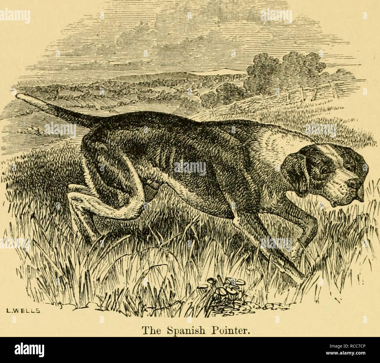 . Der Hund in der Gesundheit und in der Krankheit: bestehend aus den verschiedenen Modi des Brechens und verwenden ihn für Jagd, Coursing, Schießen, etc., und einschließlich der Punkte oder Merkmale von Spielzeug Hunde. Hunde; Hunde -- Krankheiten. CHAPTEE IV. Domestizierte Hunde, finden Spiel durch Geruch, ABER NICHT TÖTEN, wird hauptsächlich verwendet für die Pistole. Die spanische Zeiger. - Der modernen englischen Pointer. - Die portugiesische Zeiger. - Die französische Zeiger. - Die Dalmatinische und Dänische Hunde. - Die Englischen und Irischen Setter. - Die Tiussian Setter.-Tiie gewöhnlichen Field Spaniel, ineluding der Springer (Clumber, Sussex, und Norfolk Rassen), und das Coc Stockfoto