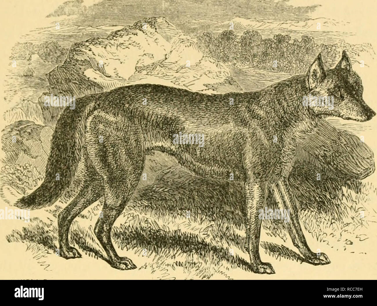 Der Hund In Der Gesundheit Und In Der Krankheit Bestehend Aus Den Verschiedenen Modi Des Brechens