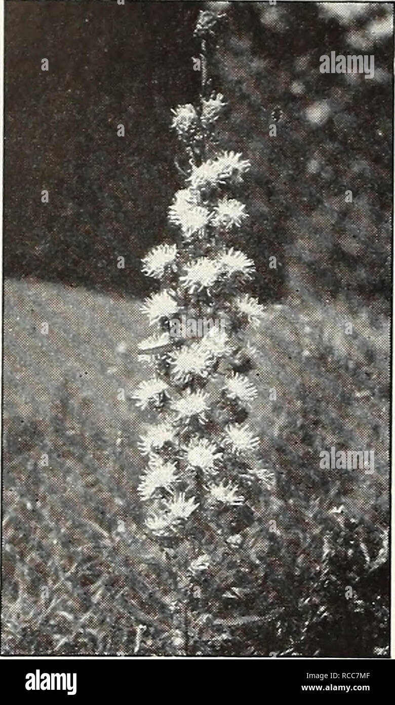 . Dreer von 1950. Samen Kataloge; Baumschulen Kataloge; Gartengeräte und Zubehör Kataloge; Blumen Samen Kataloge; Gemüse; Früchte Samen Samen Kataloge Kataloge. ^ Reer - 'Ein t^eiiaUe BLUMENSAMEN. Lupinus Liatris Liatris Pycnostachya Blazing Star Gay Feather, 2773. Langen Stacheln dicht mit Fuzzy, rosa lila blüht von Juli bis September fallen. Splendid für hohe Grenzen und Schneiden. 4 ft. Pkt. 15 ^. Scariosa, 2775. Auffällige, deep purple Flow-ers 4 Meter hoch. Pkt. 15 ^. September Herrlichkeit, 2777. Verbesserte Zugentlastung mit großen lila Blüten im späten August und September. 4 ft. Pkt. 20 (*. LEPTOS Stockfoto