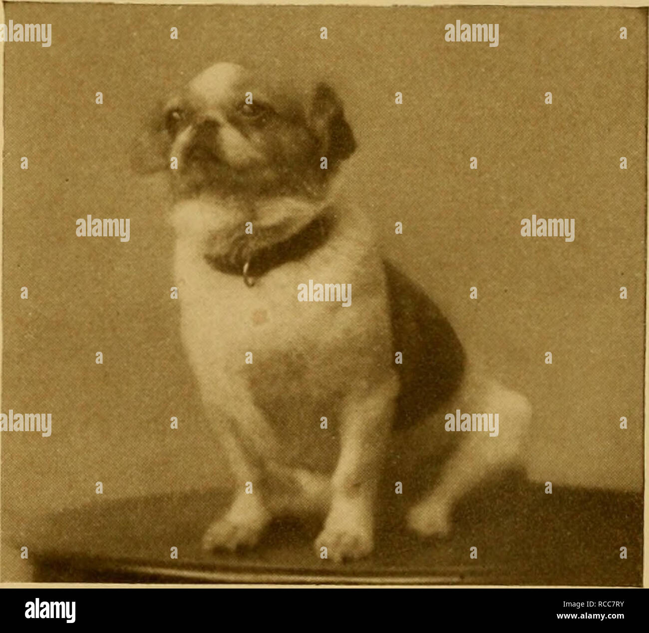 . Der Hund Buch: eine populäre Geschichte des Hundes, mit praktischen Informationen über die Pflege und Verwaltung von Haus, Zwinger, und Ausstellung Hunde; und Beschreibungen aller wichtigen Rassen. Hunde. Pekinesen MOPS Foto Yiiig Cheotig, Shanghai PEKINESEN MOPS DAME Die beiden unteren Fotos sind von "KURZHAARIG "möpse, Kastanie brindle-weiß und sind von Miss Deady Keane, von Shanghai. Die starke Ähnlichkeit zwischen Schwarz Frau Guyer's pug von Pekin und die Englische Hunde von Miss Neish ist sehr offensichtlich. Bitte beachten Sie, dass diese Bilder extrahiert werden aus der gescannten Seite Bilder, die haben können Stockfoto