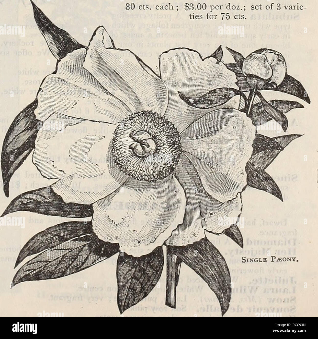 . Dreer's 1901 Garten Kalender. Samen Kataloge; Baumschulen Kataloge; Gartengeräte und Zubehör Kataloge; Blumen Samen Kataloge; Gemüse; Früchte Samen Samen Kataloge Kataloge. PiEONIA TeNUIFOLIA. Doppel Staudenpäonien. Die Krautigen PLconies sind äußerst robust und wird in jedem normalen Gartenboden gelingt, gut mit guter Dünger angereichert. Während der Sommermonate Mulchen ist vorteilhaft zu den Wurzeln, vor allem auf trockenen Böden. (Siehe .) Wir bieten ein herrliches Sortiment in zwölf Sorten, nämlich: Agida. Leuchtendes Rot; Sehr reichblühend. Caroline Allain. Schöne Blush, Stockfoto