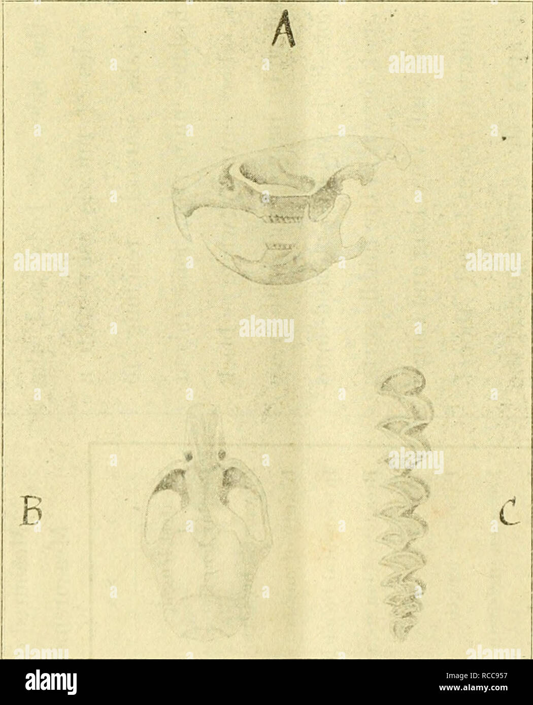 Dobutsugaku Zasshi Zoologie Zoologie 41 C A Ea C Eªea C C A 01 Plantar Tutercles 5 Auf Vorderteil Fuss Und 6 Auf Sie Tleacl Hiniafoot Und T A Amp V1 7 Gb Ta Il