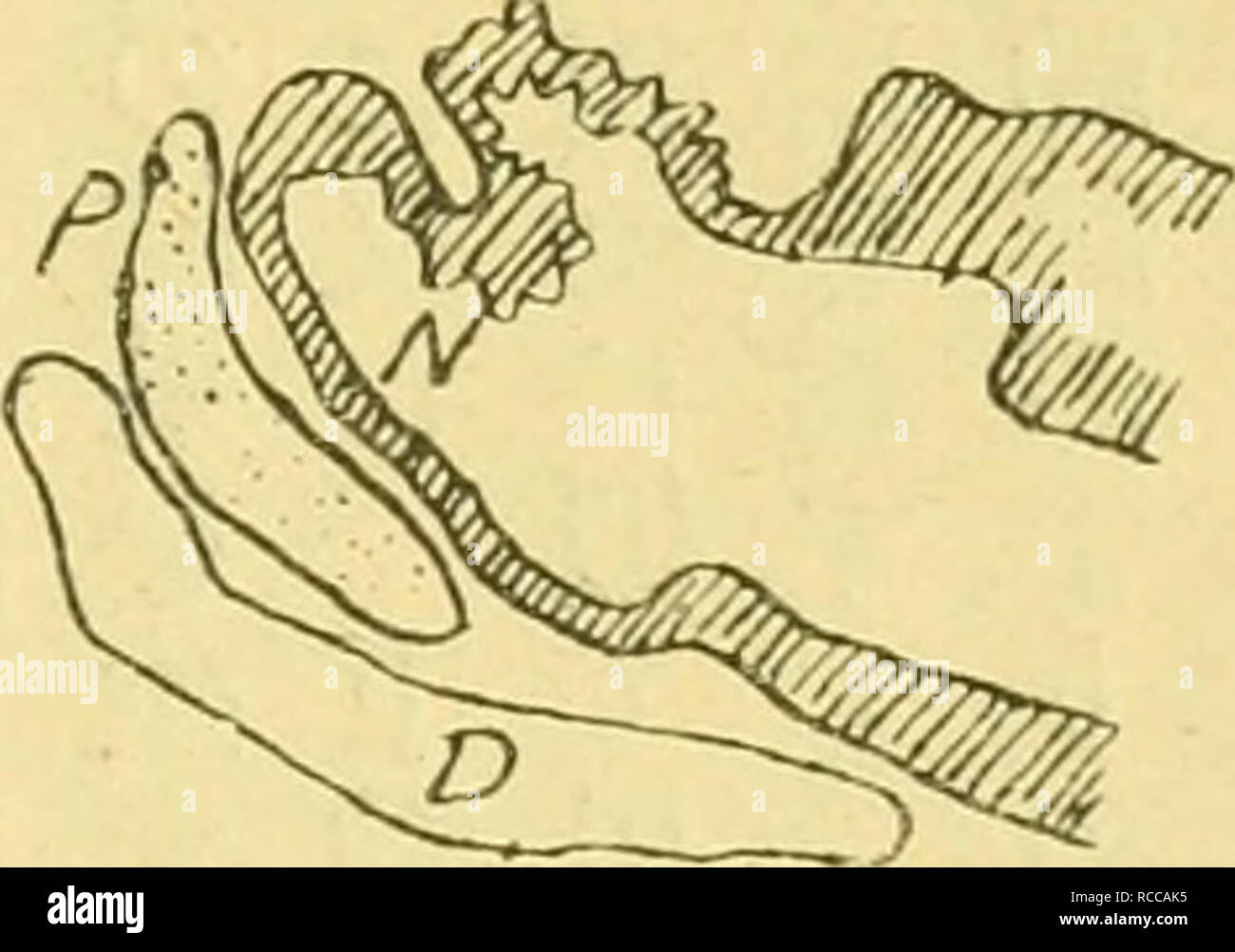 . Dobutsugaku Zasshi. Zoologie; Zoologie. Ae ¥ 2 åaeä'å¹'äºae - £ å¤ § Sie 24) (Ae²é) ãèae ¤ åç © ã®å¤§è¦ä'Åé "äºå. 2. Bitte beachten Sie, dass diese Bilder sind von der gescannten Seite Bilder, die digital für die Lesbarkeit verbessert haben mögen - Färbung und Aussehen dieser Abbildungen können nicht perfekt dem Original ähneln. extrahiert. Nihon Dobutsu Dobutsu Gakkai Gakkai; Tokio. Tokio: Tokio Dobutsu Gakkai Stockfoto