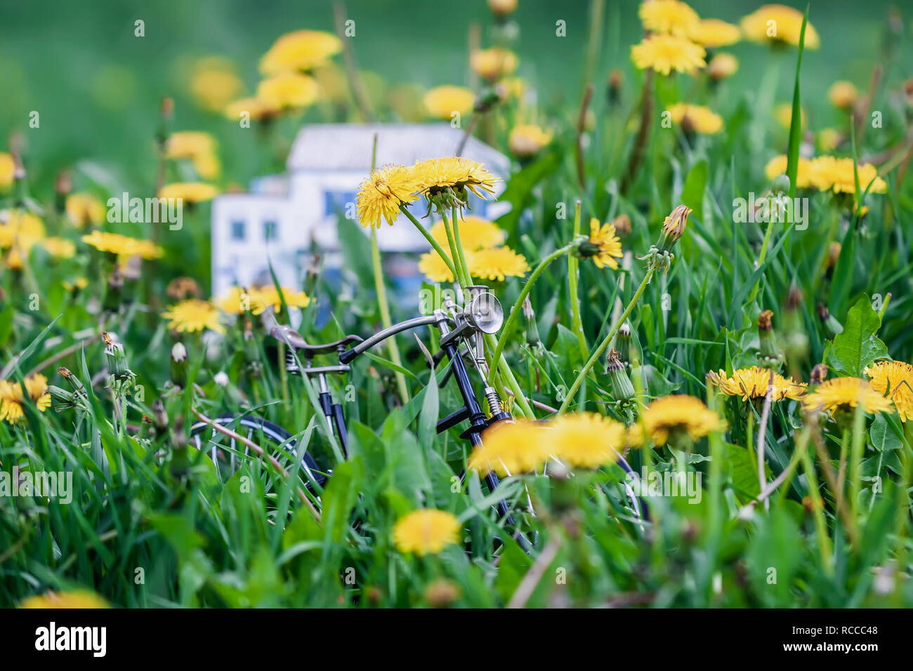 Miniatur metall Fahrrad in gelber Löwenzahn Wiese blühen im Frühling Stockfoto