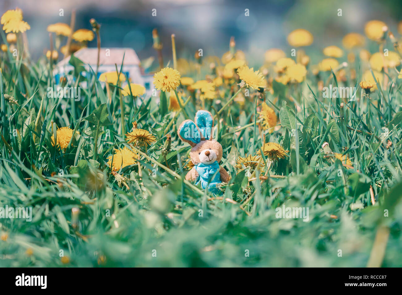 Miniatur Spielzeug Osterhase in blühenden Löwenzahn im Gras Stockfoto