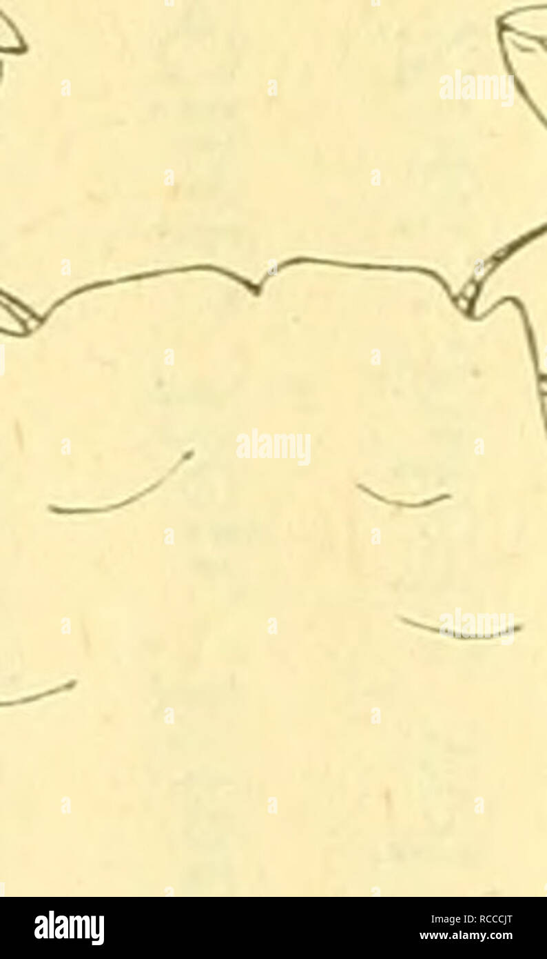 . Dobutsugaku Zasshi. Zoologie; Zoologie. ÿ ã ã. "Åaeã ã® ã.^ å°è¨±Ãå¾ãï¼ 5 ããããae¿ ããã" ç¢ ºã" Çç ãã ã"¦ae-ªçå½¢ ã® ãã®å¤¤§ ãã ããå¯å°È ± Ľ㮠ãã®ãå ¤ § ãä' - ae㪠ããåã-à® çç ã" éããã°Ã¢ãµãªããaeã ¯ ¯ ãã ã¬ã ã® çç êããï¼ããä½ç¨å¤ ããã® VJè ¦ ãå ae¾ ¤ ¤ ãå±Ã'Ã'ðããä¾ Ä½ã® ç¨®é¡Ã® çç ãªãããä'è許Ů¹Ae ãéãããVJã¯à® ããã" éããae 人ã®å¤ § 9 "åã ϼããããéçãªï¼ aeåaeã ãåè¨ä'"è¦Ã°¨ ãèï¼ãJåãè ãaeã¯å¦ae¯é £ £ ãè ¾ã" ããªãã¬ãå çç ¤ ãéããããã® Vãè¦Ãã (aeªå®) âåè ¤ è±ae Llssocarclnldae, Ortmmm, Ae徵㠯 ae £ ã§ ã" è ¨ ȼãããã° (åå-Åä'ä'é ä' ae¬) çã" ç ¥ ãã Èï¼ãå ·¦ã®ä' å ±¬¶ å® ¹Ããããããã³Ae ãae°ã® åµè ¨-à "ä¿ ã ãã®ä¹^秦 ¤ åè èaelissocarcrlss, Adam d White 1848; ae ¥ ae¬¡È¹é é說 (寺å') Dzae® "ç" aeå ãããé · ž㠣 ¯ ae©" žããå¾® ãã" é ·. Stockfoto