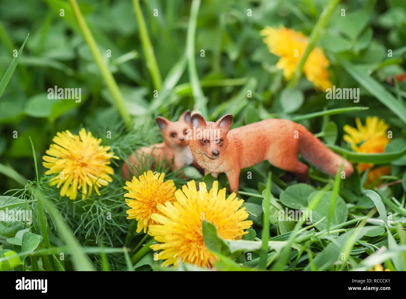 Miniatur Spielzeug fox Mama und Baby in blühenden Löwenzahn im Frühjahr Stockfoto