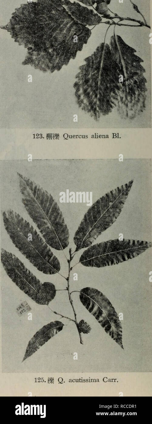 . Dong bei mu ben Zhi wu tu Zhi. Botanik. 124. ae ç® Q. variabilis^ Blume. Bitte beachten Sie, dass diese Bilder sind von der gescannten Seite Bilder, die digital für die Lesbarkeit verbessert haben mögen - Färbung und Aussehen dieser Abbildungen können nicht perfekt dem Original ähneln.. liu Shen e. ke Xue chu verbot sie extrahiert Stockfoto
