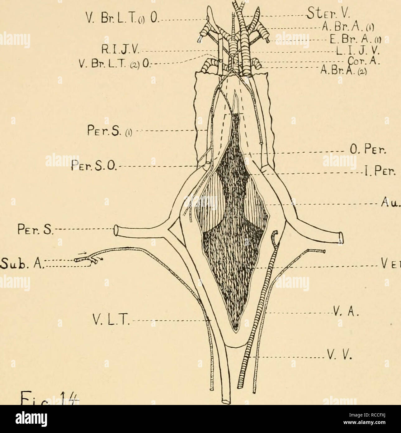 . Verteilung der subkutanen Schiffe im Kopfbereich des ganoids, Polyodon und Lepisosteus. Fische. Proc. Washington. Acad. Sci., vol. IX V, Br. 1.1 ^) 0, R.I.J.V. -^- V. Br. L.T. a) 0,-- Platte VIII SUv. V. A.Br. A. di Br. (1)-L.I.J. V. Â £ a.A.. Ver. Fia. Wenn. V Br. LT (,) 0. R.I. J". I/. V. Br. L. T (,) 0. R I. J. V.O.. D-PehS D. PErS. V. ^ A&gt; D. P £ r.S.V. Stifte. O. Pep.S. S. Veh. O Pen s^tEr. V. A.Br. A. (I) V. Ao. A.Br. A. a) - - - A. Br. (3) Tft). J.V. hiG. 16. Bitte beachten Sie, dass diese Bilder aus gescannten Seite Bilder, die digital für die Lesbarkeit erhöht worden sein können extrahiert werden - Färbung Stockfoto