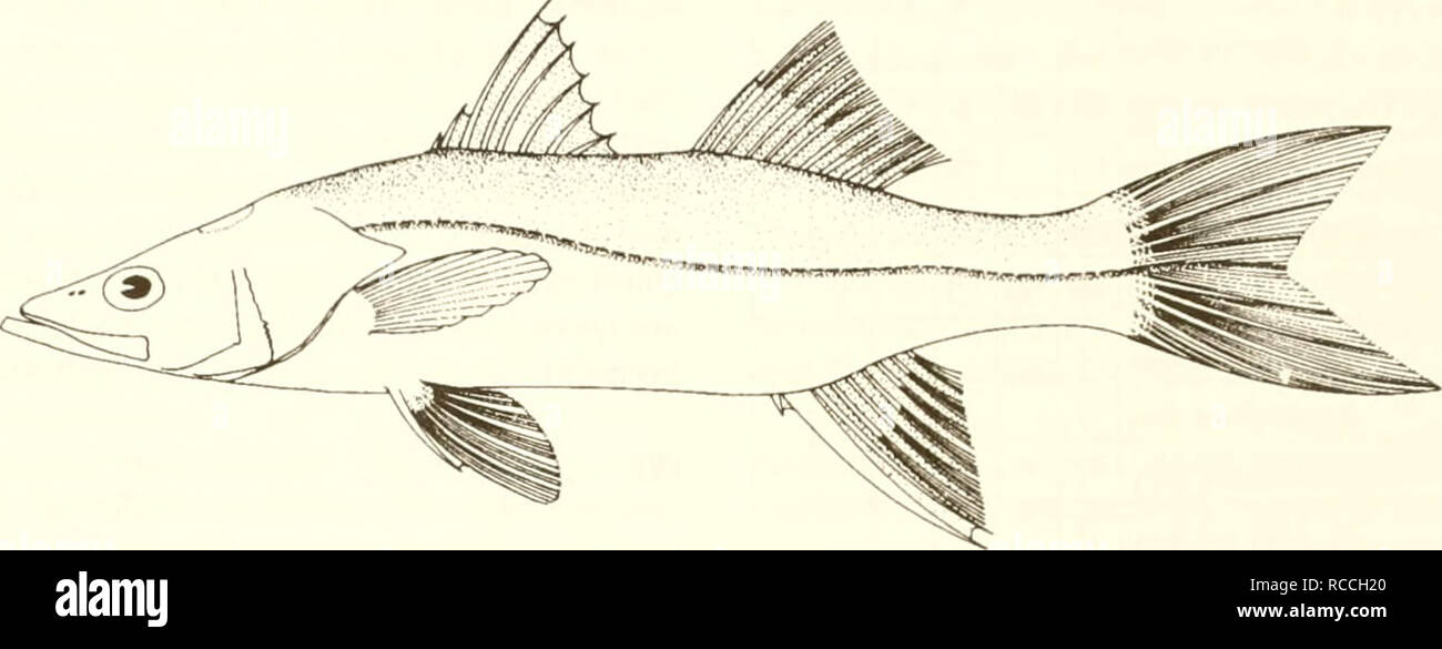 . Verteilung und Abundanz von Fischen und Wirbellosen im Golf von Mexiko Mündungen. Fische---- Mexiko, Golf von; Flussmündungen - Mexiko, Golf von. Gemeinsame snook Centropomus undecimalis Erwachsenen. 10 cm (von Fischer 1978) Wissenschaftlicher Name: Centropomus undecimalis Common Name: Gemeinsame snook Weitere Namen: Golf Hecht, Salzwasser Hecht, linesider, snook robalo (Higgins und Herr 1926, Hoese und Moore 1977, Rivas 1986); crossie Blanc (Französisch), robalo Comun, robalo Bianco (Spanisch) (Fischer 1978, NOAA, 1985). Klassifizierung (Robins et al. 1991) Stamm: chordata Klasse: Osteichthyes Ordnung: perciformes Familie: CE Stockfoto