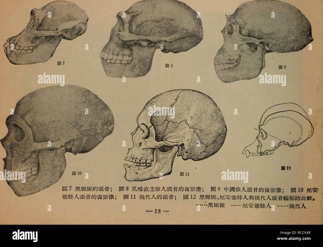 . Di Si Ji Dong Zhi wu qun Ji ren Lei de fa Zhan. Die Mikrobiologie. . Bitte beachten Sie, dass diese Bilder sind von der gescannten Seite Bilder, die digital für die Lesbarkeit verbessert haben mögen - Färbung und Aussehen dieser Abbildungen können nicht perfekt dem Original ähneln.. la ru ke Fu Zhou zhen Zhu bian Qiu zhong Ming lang Deng yi. ke Xue chu verbot sie extrahiert Stockfoto