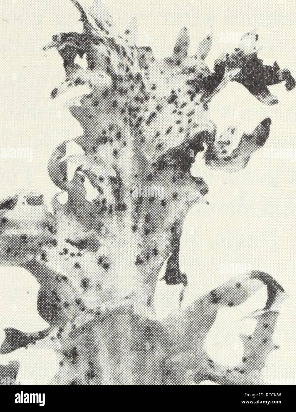 Sclerotinia blätter Fotos und Bildmaterial in hoher Auflösung Alamy