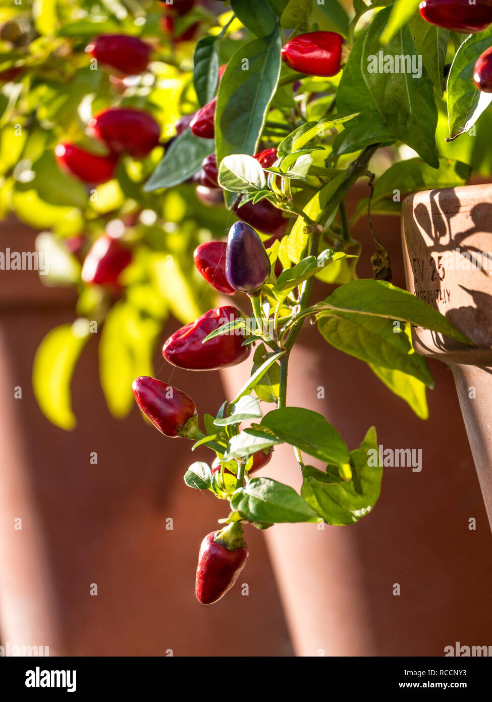 Chili Pepper 'Loco' Chili in Gewächshaus F1 Hybrid Capsicum annuum Chili Pepper eingegossen. Stockfoto