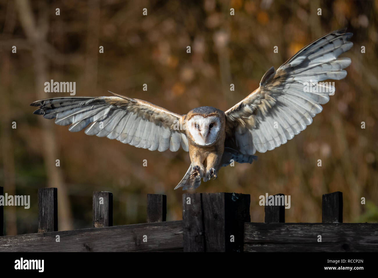 Schleiereule. Ist die am weitesten verbreiteten Arten von Eule und eine der am meisten verbreiteten aller Vögel. Stockfoto
