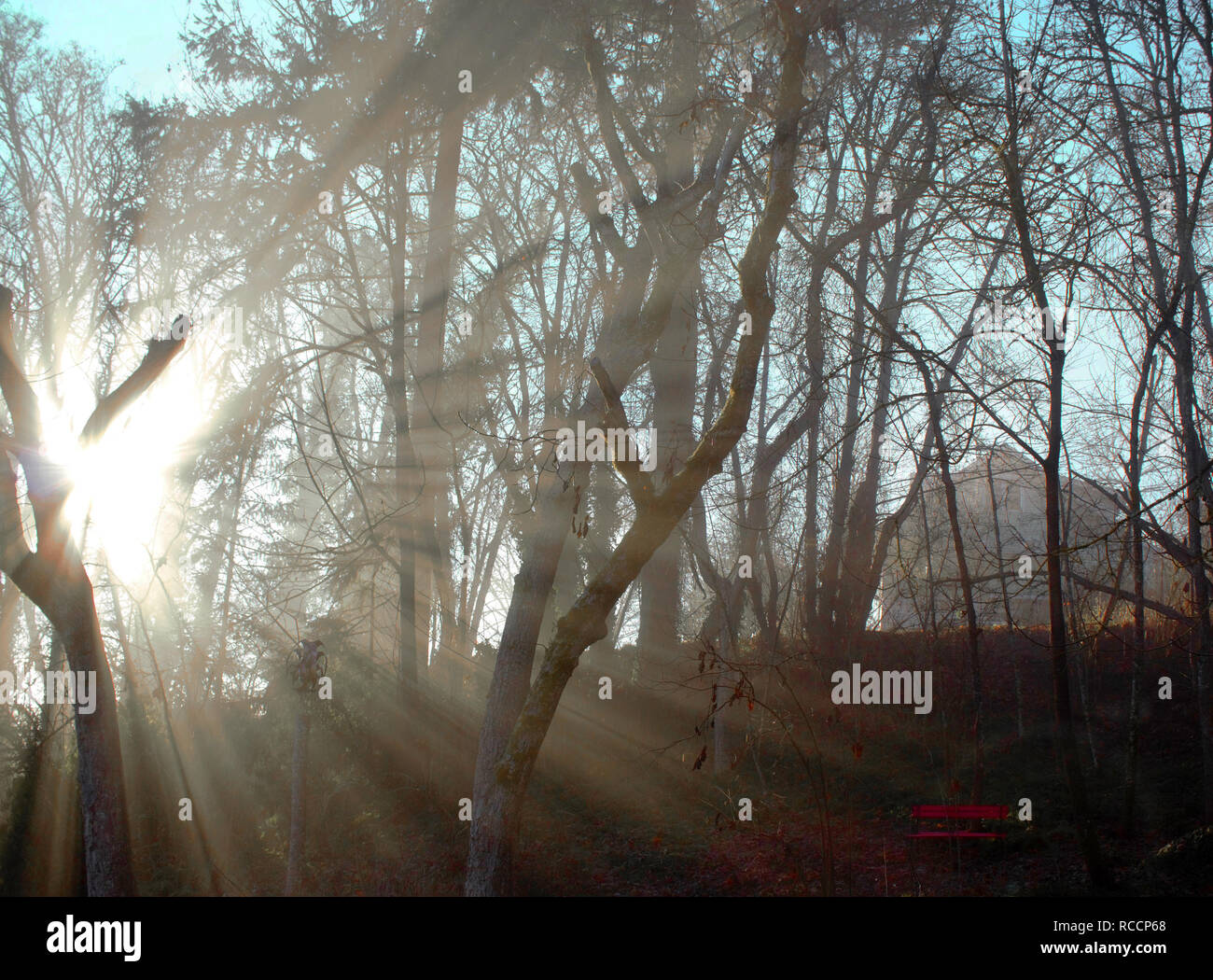Am frühen Morgen scheint die Sonne durch die Bäume an einem nebligen Morgen im Winter. Stockfoto