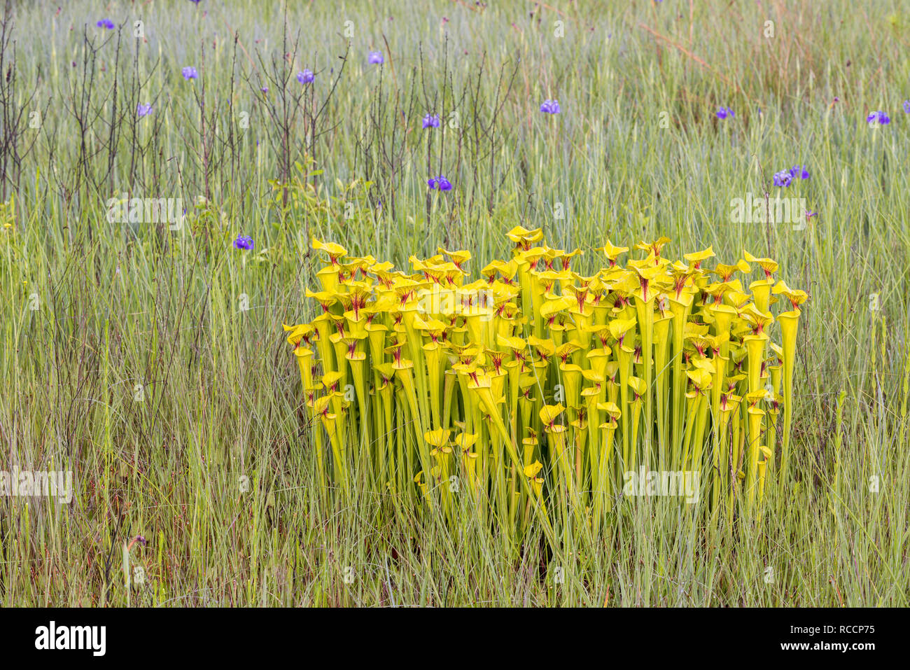 Gelbe Schlauchpflanzen (Sarracenia flava) üppigen Post brennen Wachstum mit Savannah Iris (Iris tridentata) entlang der Kante des Carolina Bay. Francis Marion NF. Stockfoto