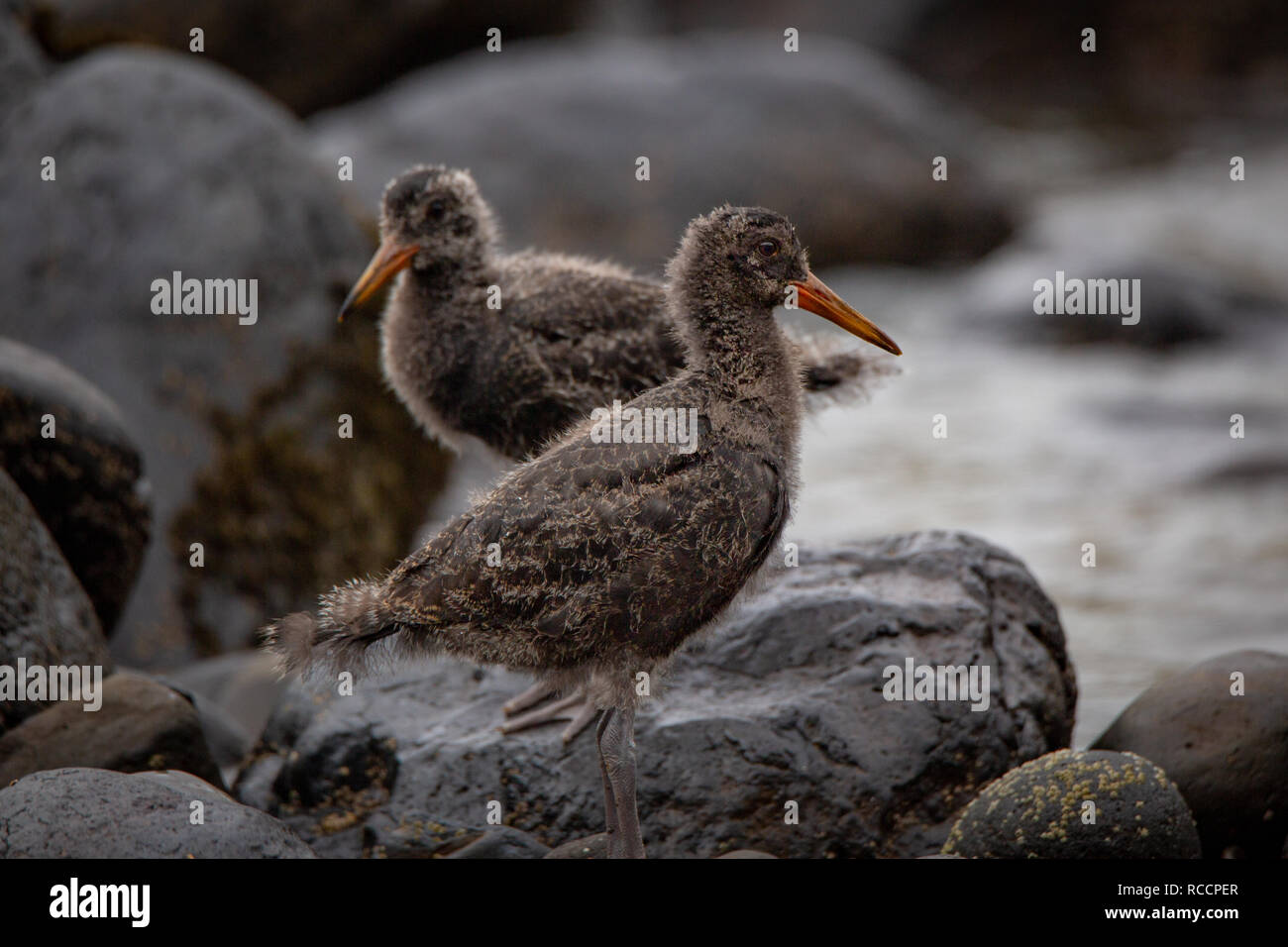 Zwei Kinder oyster Catcher in ihrem natürlichen Lebensraum an der Küste Uferlinie Flea Bay, Neuseeland Stockfoto