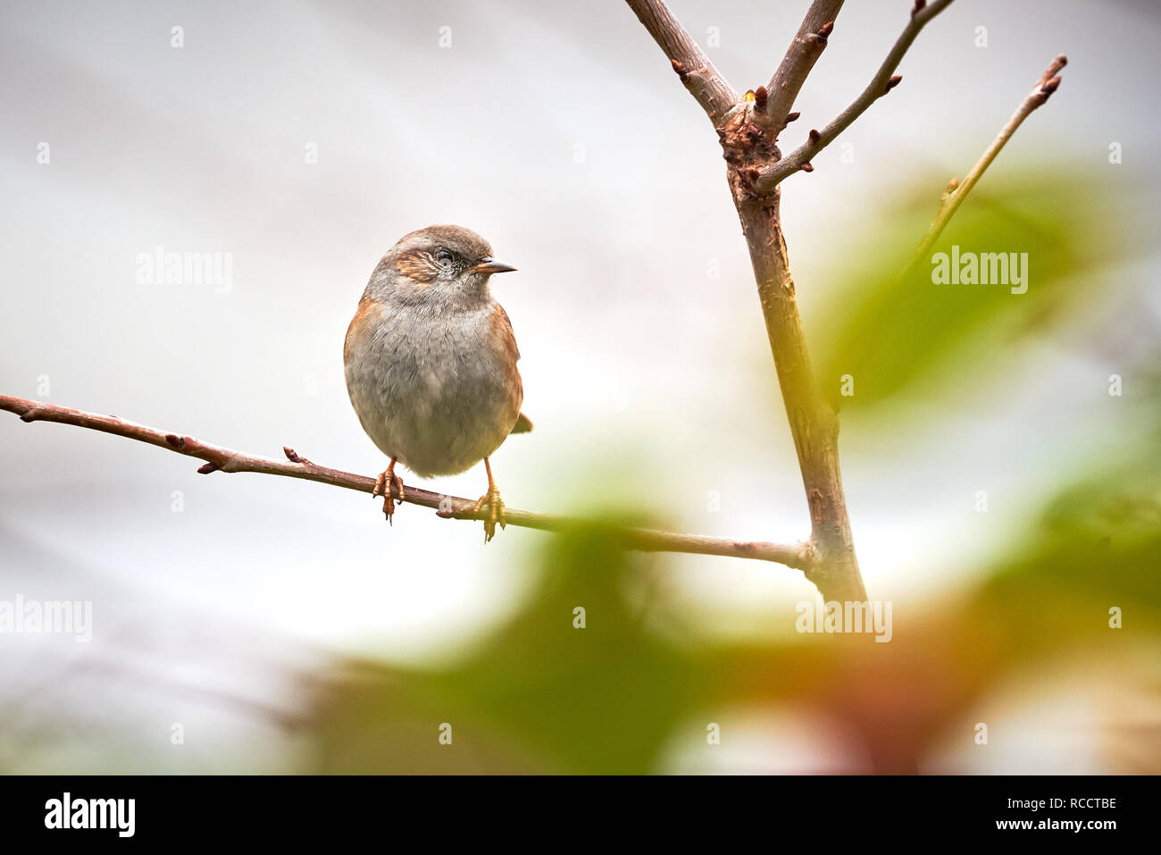 Dunnock (Phasianus colchicus) Sitzen auf Zweig Stockfoto