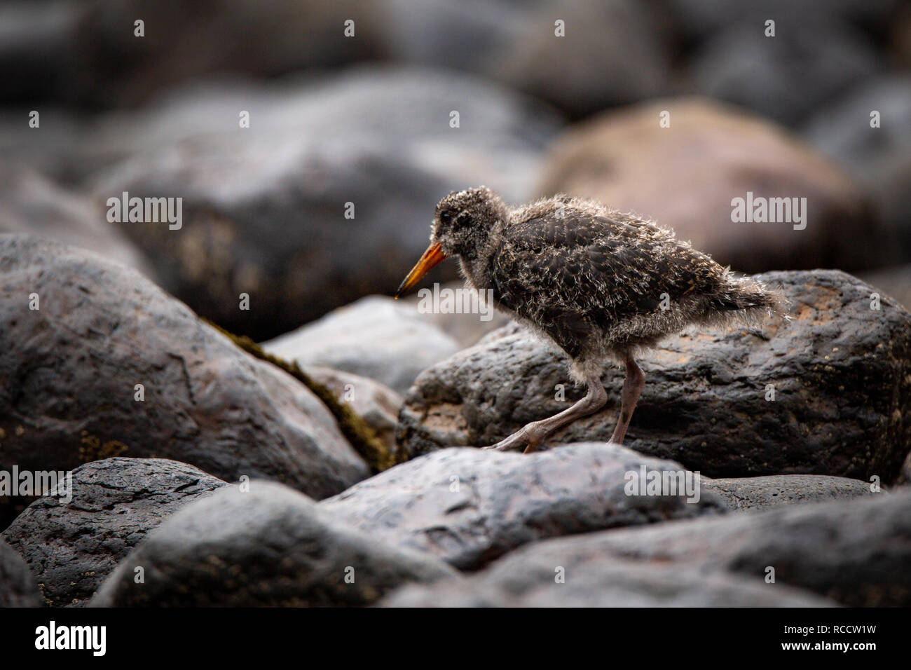Eine Oyster catcher Baby Vogel sucht nach Essen am Strand, Canterbury, Neuseeland Stockfoto
