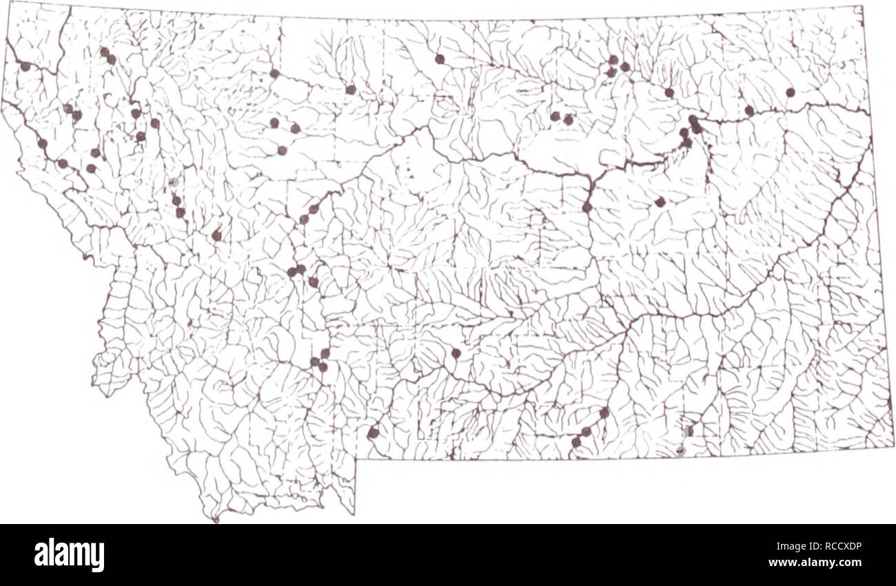 . Verteilung der Fische im südöstlichen Montana. Fische. Gelb Gelb Barsch Barsch wurden vor allem in den Yellowstone und Tonque Rivers gesammelt. Die gelbe Barsch hat in einer Reihe von Teichen, in südöstlichem Montana bereit. Teiche sind nicht auf dieser Karte dargestellt. Seiten: 3, 5, 17.1, 41, 42, 44-47, 55, 73, 125, 210, 212,223 und 226. 124. Bitte beachten Sie, dass diese Bilder sind von der gescannten Seite Bilder, die digital für die Lesbarkeit verbessert haben mögen - Färbung und Aussehen dieser Abbildungen können nicht perfekt dem Original ähneln. extrahiert. Elser, Allen ein; Morris, La Stockfoto
