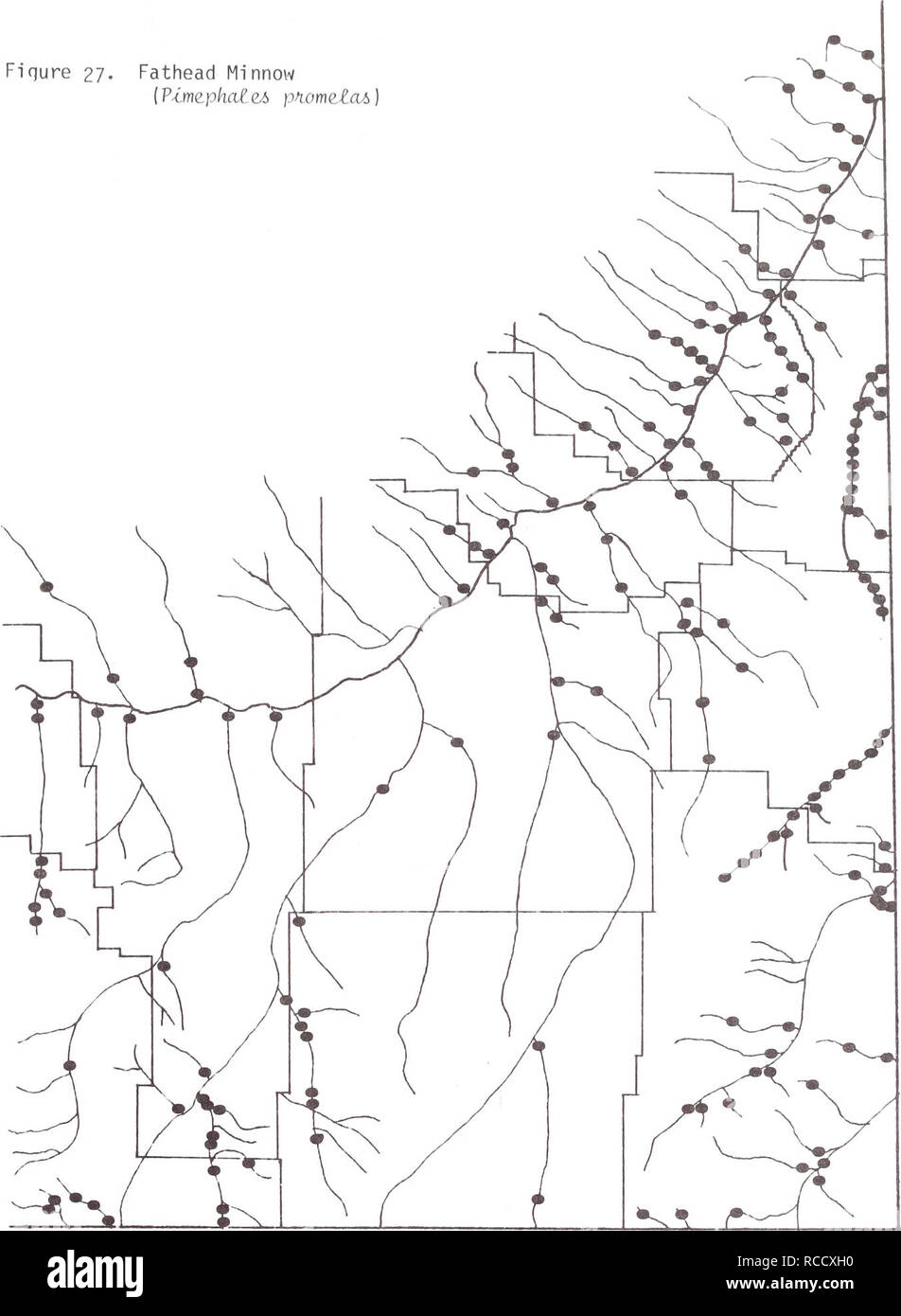 . Verteilung der Fische im südöstlichen Montana. Fische. Fiqure 27. Fathead Minnow [Pime. Ph. aleA pnomelaA. 71. Bitte beachten Sie, dass diese Bilder sind von der gescannten Seite Bilder, die digital für die Lesbarkeit verbessert haben mögen - Färbung und Aussehen dieser Abbildungen können nicht perfekt dem Original ähneln. extrahiert. Elser, Allen ein; Morris, lani M; Schluchten, Mark W; in den Vereinigten Staaten. Büro der Landbewirtschaftung; Montana. Abteilung der Fische, Tierwelt, und Parks. [Helena, Mont?]: Montana Abt. der Fische, Wildnis und Parks Stockfoto