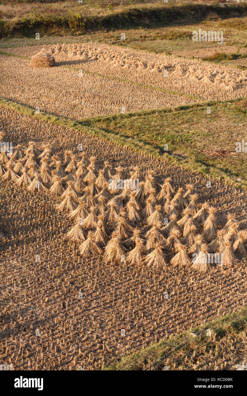 Eine Luftaufnahme zeigt ein geerntetes Feld mit Bündeln von Kornstielen, die in der Sonne trocknen, eine traditionelle landwirtschaftliche Praxis zur Vorbereitung der Ernte für die weitere Verarbeitung oder Lagerung. Stockfoto