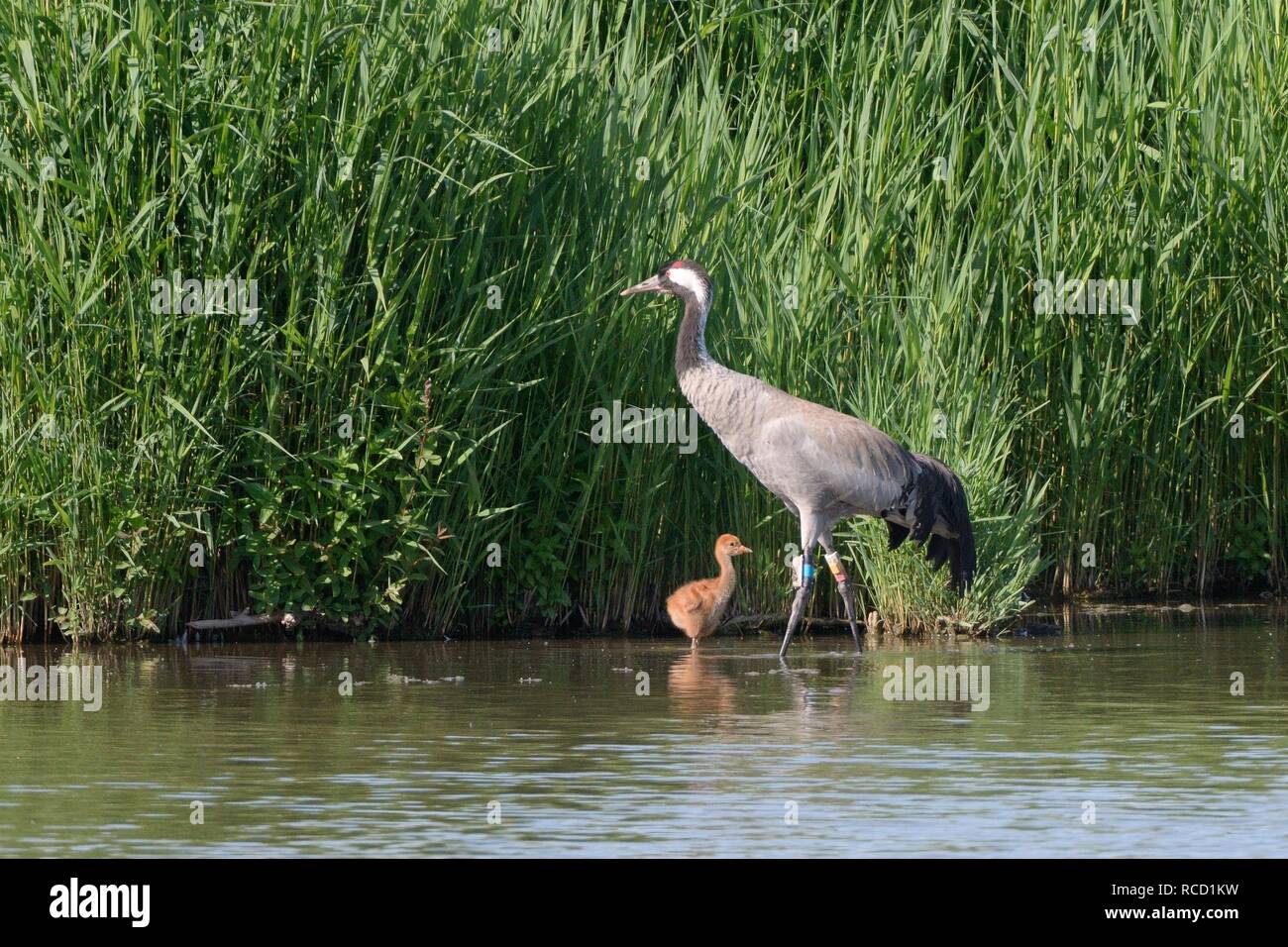 Common/Eurasische Kranich (Grus Grus) der Edge", die von der großen Kran Projekt in 2010 veröffentlicht, und ihr junges Küken in einem sumpfgebiet Pool, Gloucs, Juni 2018 Stockfoto