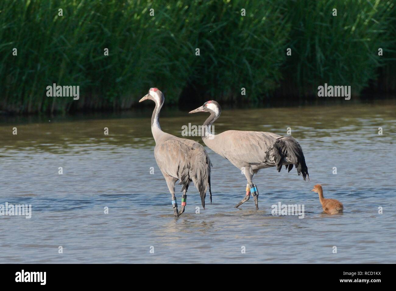 Common/Eurasische Kranich (Grus Grus) Paar von den großen Kran Projekt in 2010 veröffentlicht, mit ihren jungen Küken in einem sumpfgebiet Pool, Gloucs, Juni 2018 Stockfoto