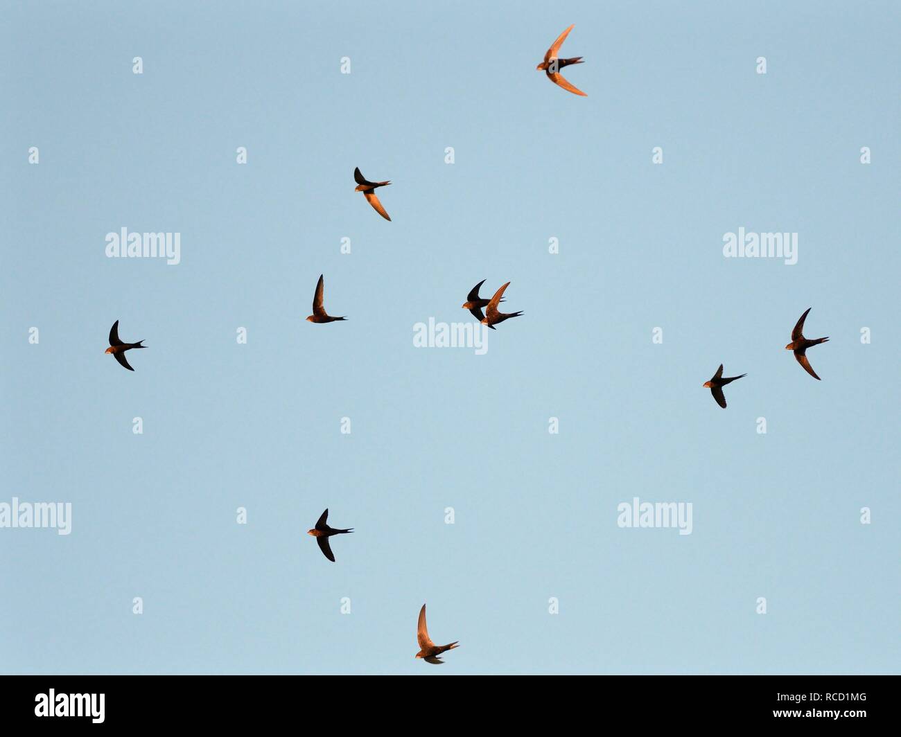 Mauersegler (Apus apus) schreienden Gruppe Display bei Dämmerung fliegen, Derry Hill, Wiltshire, UK, Juni. Stockfoto