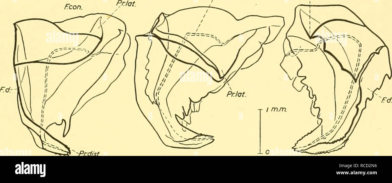 . Entdeckung berichten. Discovery (Schiff); Wissenschaftliche Expeditionen; Ocean; Antarktis; Falkland Inseln. Systematische UND BIOLOGISCHE KONTO 73 Forskalia sp. Oder spp. Eine Spezies wurde an einer 'Manihine 'Aqaba Station aufgenommen und in den folgenden Hols 'Discovery II': 1375 (x ex -> keine nectophores); 1568 (nectosome und 31 nectophores); 1573 (5 nectophores); 1581 (4 Juv. nectophores); 1583, 100-50 m. (1 juv. nectophore); 1585, 1400-700 m. (11 nectophores), 500-0m. (11 Hüllblätter); 1586, 1650-950 m. (1 nectophore); 1587 (1 ex., kein Anhängsel). Die oben genannten nectophores unverkennbar die eines Forskalia Arten ein Stockfoto . Entdeckung berichten. Discovery (Schiff); Wissenschaftliche Expeditionen; Ocean; Antarktis; Falkland Inseln. Systematische UND BIOLOGISCHE KONTO 73 Forskalia sp. Oder spp. Eine Spezies wurde an einer 'Manihine 'Aqaba Station aufgenommen und in den folgenden Hols 'Discovery II': 1375 (x ex -> keine nectophores); 1568 (nectosome und 31 nectophores); 1573 (5 nectophores); 1581 (4 Juv. nectophores); 1583, 100-50 m. (1 juv. nectophore); 1585, 1400-700 m. (11 nectophores), 500-0m. (11 Hüllblätter); 1586, 1650-950 m. (1 nectophore); 1587 (1 ex., kein Anhängsel). Die oben genannten nectophores unverkennbar die eines Forskalia Arten ein Stockfoto